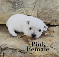 AKC Pink Female , a female West Highland White Terrier for sale in Chapman, KS – 1 of 2