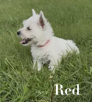 AKC Red Female , a female West Highland White Terrier for sale in Chapman, KS – 2 of 5