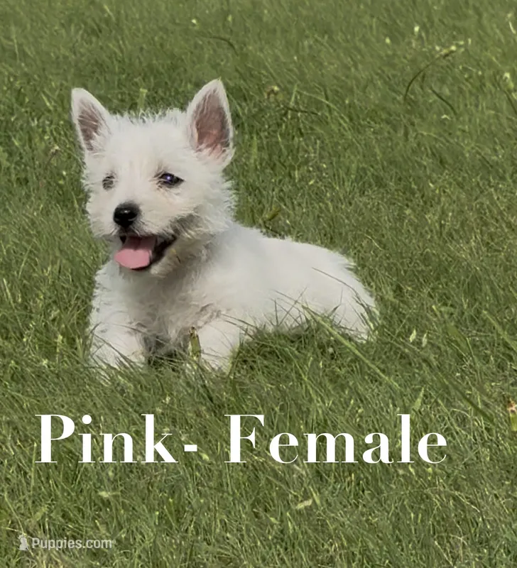 AKC Pink Female  – West Highland White Terrier puppy for sale in Chapman, KS