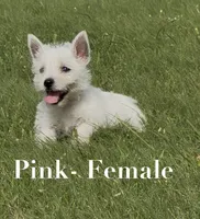 AKC Pink Female , a female West Highland White Terrier for sale in Chapman, KS – 1 of 5