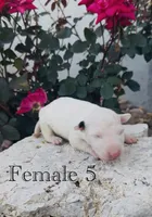 AKC Female 5 , a female Bull Terrier for sale in Chapman, KS – 1 of 3