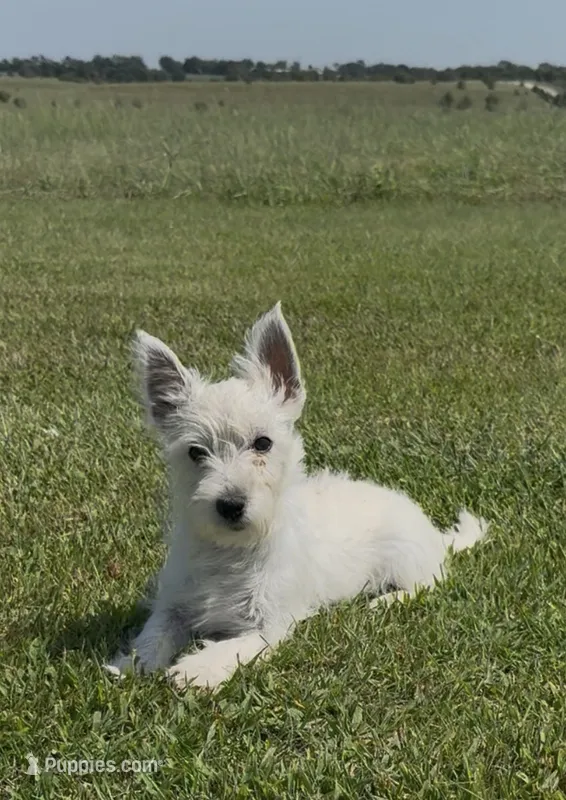 AKC Pink Female  – West Highland White Terrier puppy for sale in Chapman, KS