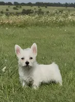 AKC Male , a male West Highland White Terrier for sale in Chapman, KS – 2 of 5