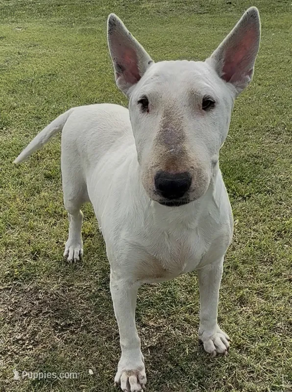 Retirement Home  – Bull Terrier puppy for sale in Chapman, KS
