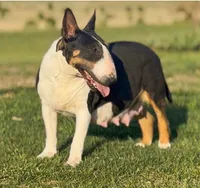 AKC Female 3, a female Bull Terrier for sale in Chapman, KS – 3 of 3