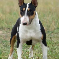 AKC Female 2, a female Bull Terrier for sale in Chapman, KS – Photo 6 of 6