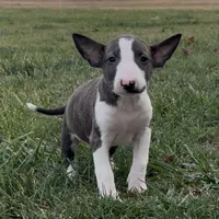 AKC Female 2, a female Bull Terrier for sale in Chapman, KS – Photo 4 of 6