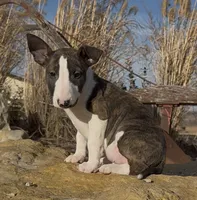 processed/7f0fa155-48fc-4603-ab86-5825409da97c/listing/64373c52-ec09-421b-863f-fafc37dd452e/8d2c110c-1b60-4474-9c11-bff99cd1cabe