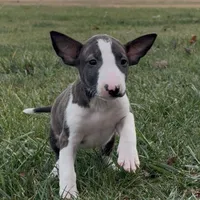 AKC Female 2, a female Bull Terrier for sale in Chapman, KS – Photo 3 of 6