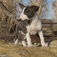 AKC Female 2, a female Bull Terrier for sale in Chapman, KS – Photo 2 of 6