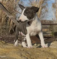 processed/7f0fa155-48fc-4603-ab86-5825409da97c/listing/64373c52-ec09-421b-863f-fafc37dd452e/e8256394-f2db-4b28-80ac-37b4a8ed2730