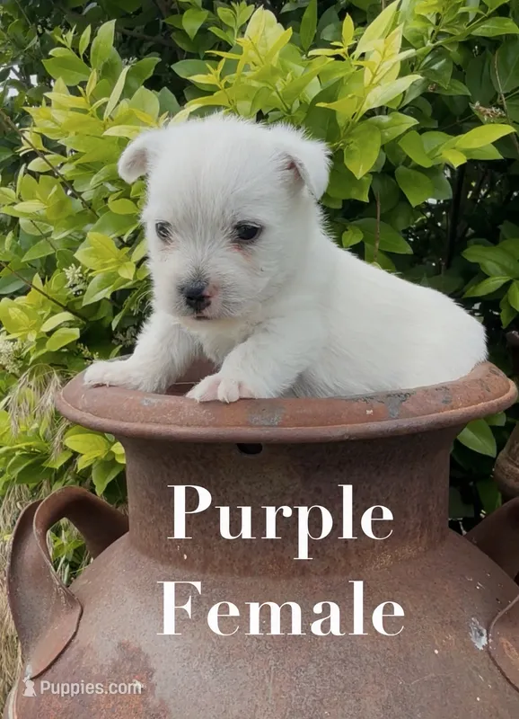 AKC Purple Female  – West Highland White Terrier puppy for sale in Chapman, KS