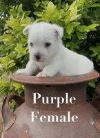 AKC Purple Female , a female West Highland White Terrier for sale in Chapman, KS – 2 of 4