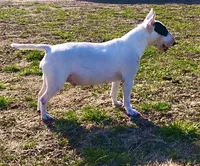 AKC Male 2B , a male Bull Terrier for sale in Chapman, KS – 2 of 3