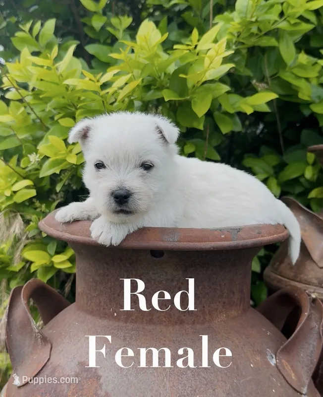 AKC Red Female  – West Highland White Terrier puppy for sale in Chapman, KS