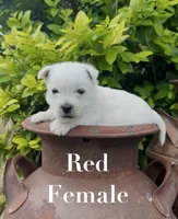 AKC Red Female , a female West Highland White Terrier for sale in Chapman, KS – 3 of 5
