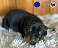 Euro Blue Male, a male Doberman Pinscher for sale in Chapman, KS – Photo 1 of 2