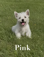 AKC Pink Female , a female West Highland White Terrier for sale in Chapman, KS – 2 of 5