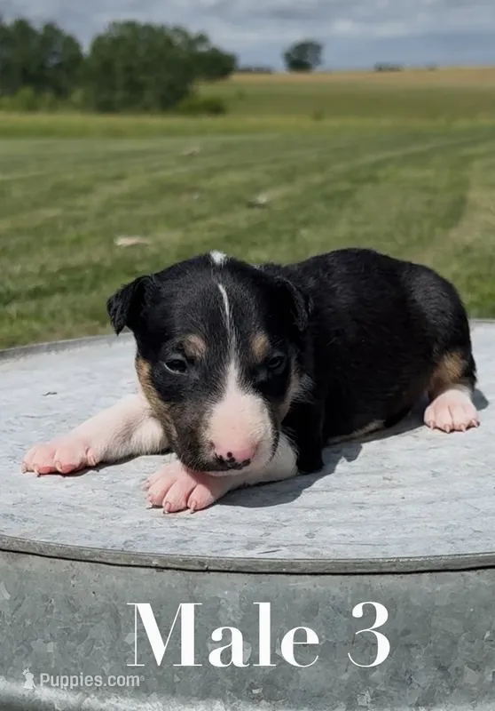 AKC Male 3 – Bull Terrier puppy for sale in Chapman, KS