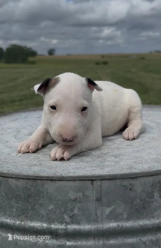 AKC Female 1B  – Bull Terrier puppy for sale in Chapman, KS