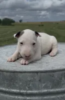 AKC Female 1B , a female Bull Terrier for sale in Chapman, KS – 2 of 5