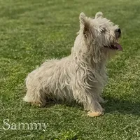 AKC Male, a male West Highland White Terrier for sale in Chapman, KS – Photo 4 of 5
