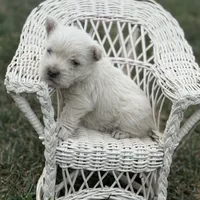AKC Male, a male West Highland White Terrier for sale in Chapman, KS – Photo 1 of 5