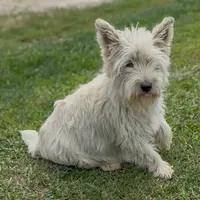 AKC Male, a male West Highland White Terrier for sale in Chapman, KS – Photo 5 of 5