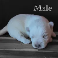 AKC Male, a male West Highland White Terrier for sale in Chapman, KS – Photo 3 of 5