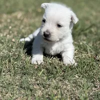 AKC Male, a male West Highland White Terrier for sale in Chapman, KS – Photo 2 of 5