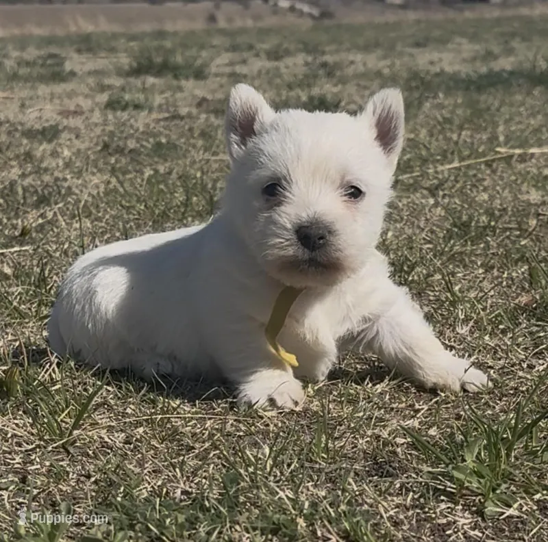 AKC Male yellow  – West Highland White Terrier puppy for sale in Chapman, KS