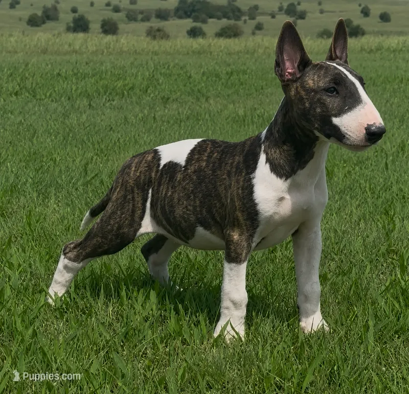 AKC Brindle Female  – Bull Terrier puppy for sale in Chapman, KS