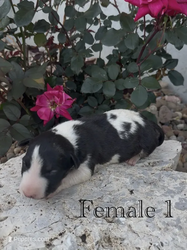 AKC Female 1 – Bull Terrier puppy for sale in Chapman, KS