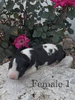 AKC Female 1, a female Bull Terrier for sale in Chapman, KS – 1 of 2