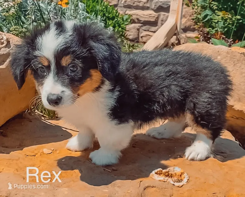 Rex - Fluffy