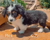 Rex - Fluffy, a male Pembroke Welsh Corgi for sale in Chapman, KS – Photo 1 of 3