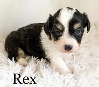 Rex - Fluffy, a male Pembroke Welsh Corgi for sale in Chapman, KS – Photo 2 of 3