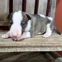 AKC Male 6, a male Bull Terrier for sale in Chapman, KS – Photo 3 of 6