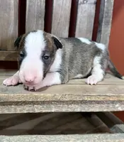 processed/7f0fa155-48fc-4603-ab86-5825409da97c/listing/8df62a40-5e94-4fe5-881b-e2694dd53acb/52478063-4846-4d80-be8e-50d9047e23b2