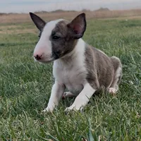 AKC Male 6, a male Bull Terrier for sale in Chapman, KS – Photo 1 of 6