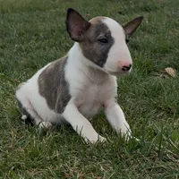 AKC Male 6, a male Bull Terrier for sale in Chapman, KS – Photo 2 of 6