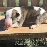 AKC Male 6, a male Bull Terrier for sale in Chapman, KS – Photo 4 of 6
