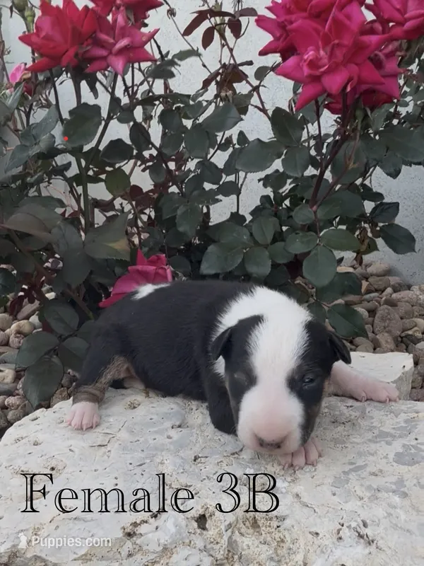 AKC Female 3B – Bull Terrier puppy for sale in Chapman, KS