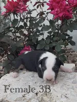 AKC Female 3B, a female Bull Terrier for sale in Chapman, KS – 1 of 3