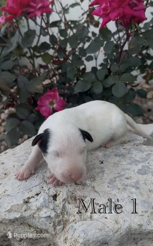 AKC Male 1  – Bull Terrier puppy for sale in Chapman, KS