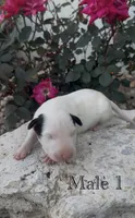 AKC Male 1 , a male Bull Terrier for sale in Chapman, KS – 1 of 2