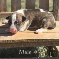 AKC Male 4, a male Bull Terrier for sale in Chapman, KS – Photo 2 of 4