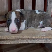 AKC Male 4, a male Bull Terrier for sale in Chapman, KS – Photo 1 of 4