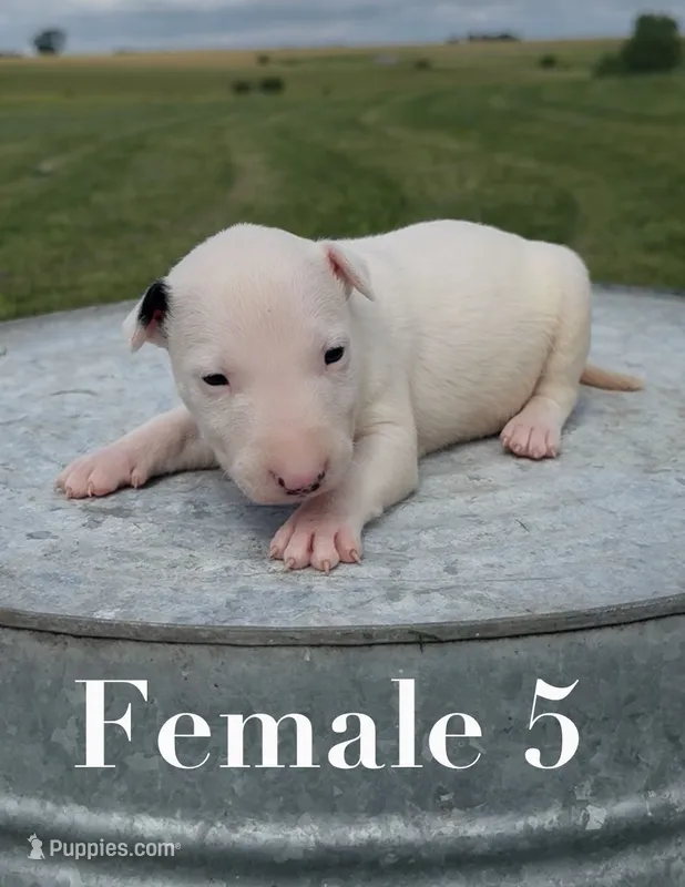 AKC Female 5  – Bull Terrier puppy for sale in Chapman, KS