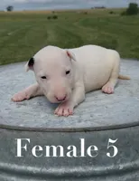 AKC Female 5 , a female Bull Terrier for sale in Chapman, KS – 1 of 4